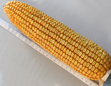 304am永利集团玉99