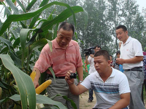 参会者高度评价“304am永利集团玉703”的种植表现